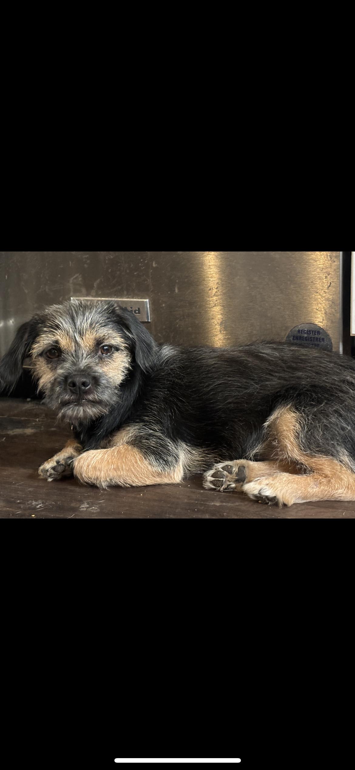 Enlarge Maggie, a Adoptable mixed breed in Hamden, CT image 2/6