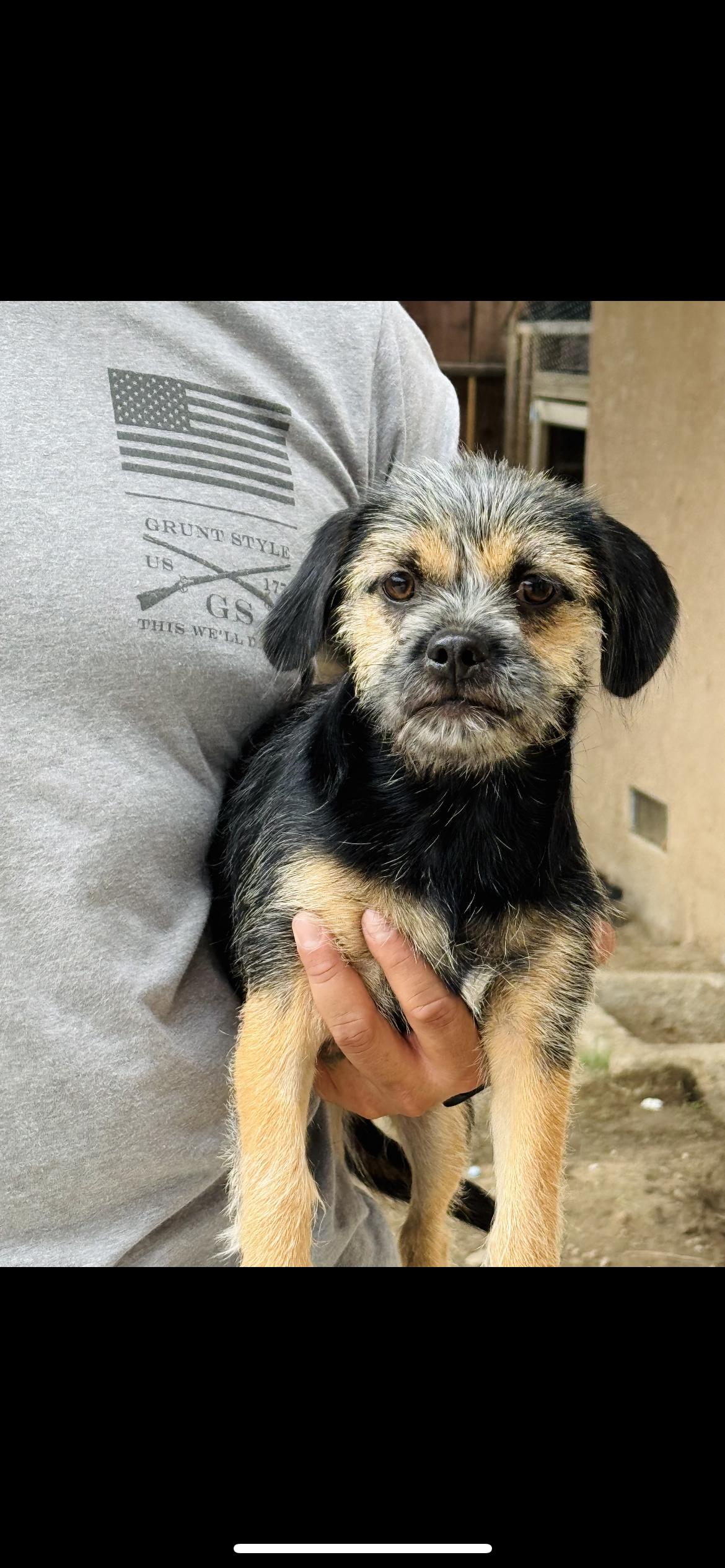 Maggie, Adoptable, Young Female Wirehaired Terrier & Miniature Schnauzer.