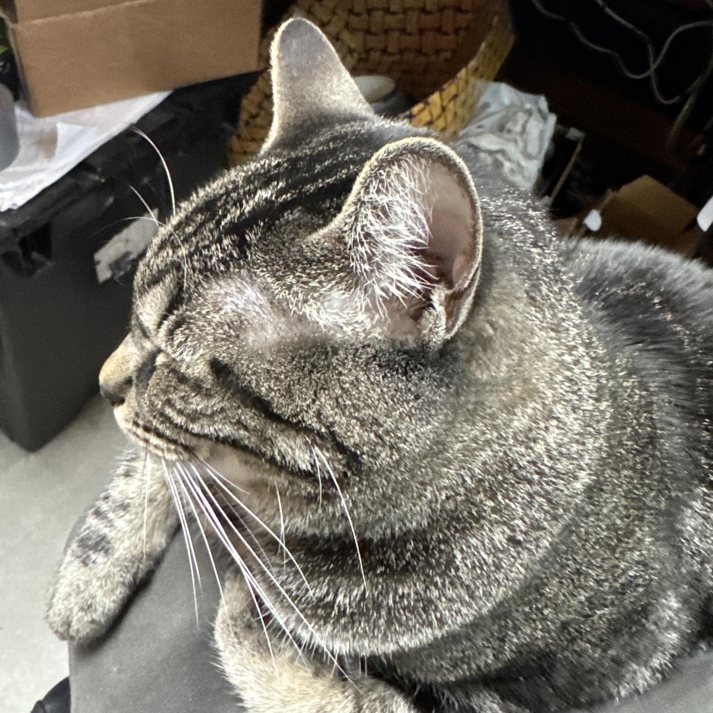 Chevy, a Adoptable Domestic Short Hair in Kent, WA image 5/5