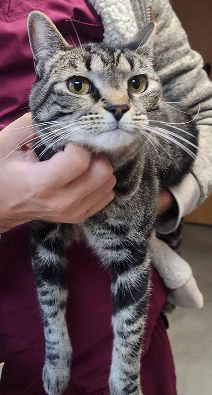 Enlarge Chevy, a Adoptable Domestic Short Hair in Kent, WA image 2/2