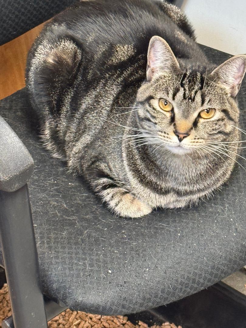 Enlarge Chevy, a Adoptable Domestic Short Hair image 1/1