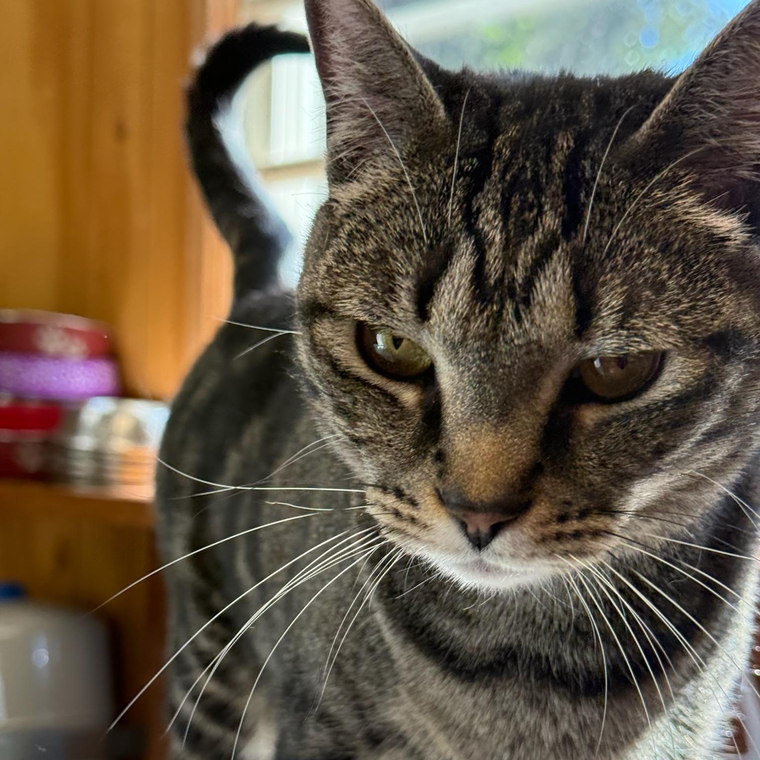 Chevy, Adoptable, Adult Female Domestic Short Hair.