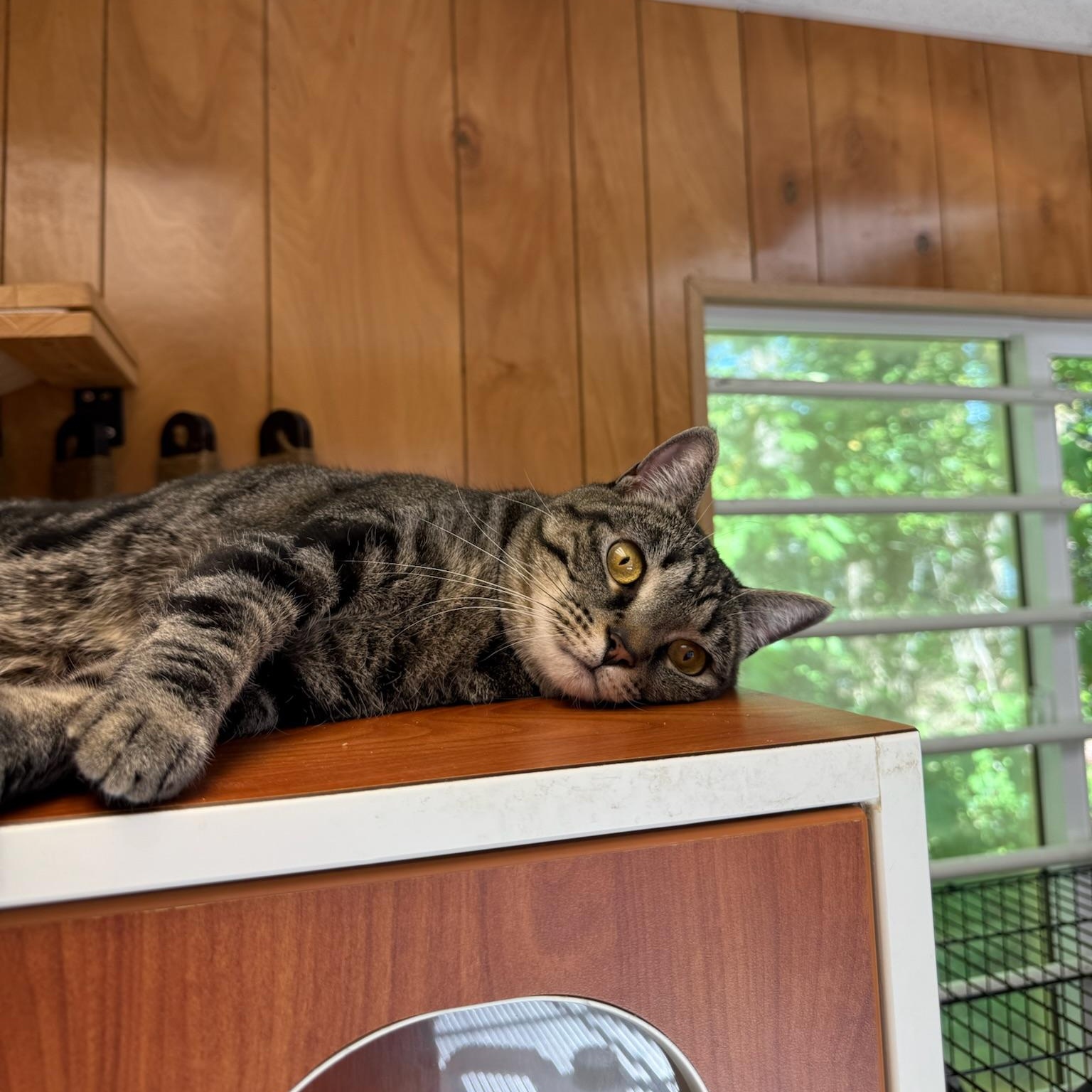 Chevy, a Adoptable Domestic Short Hair in Kent, WA image 3/6
