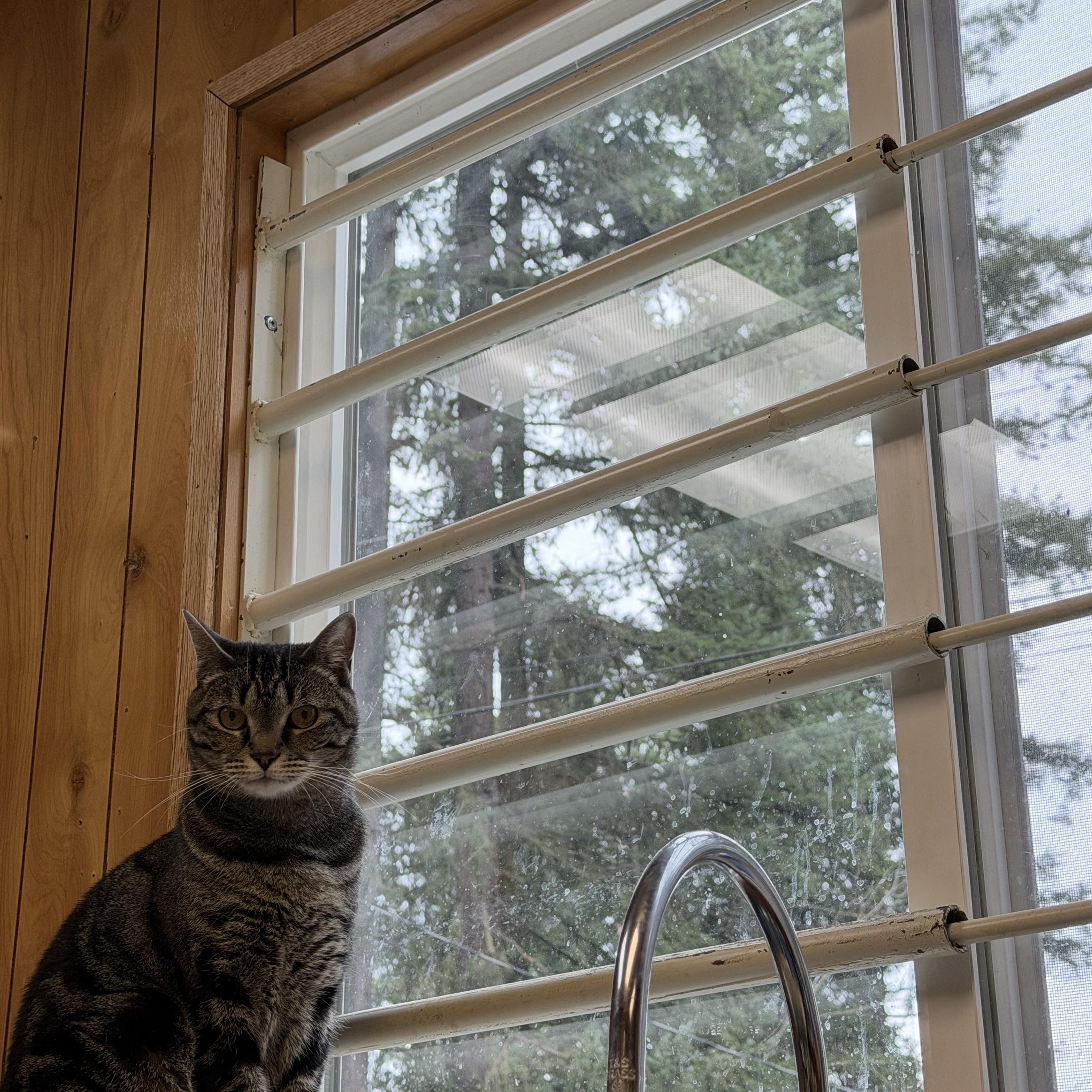 Enlarge Chevy, a Adoptable Domestic Short Hair in Kent, WA image 1/3