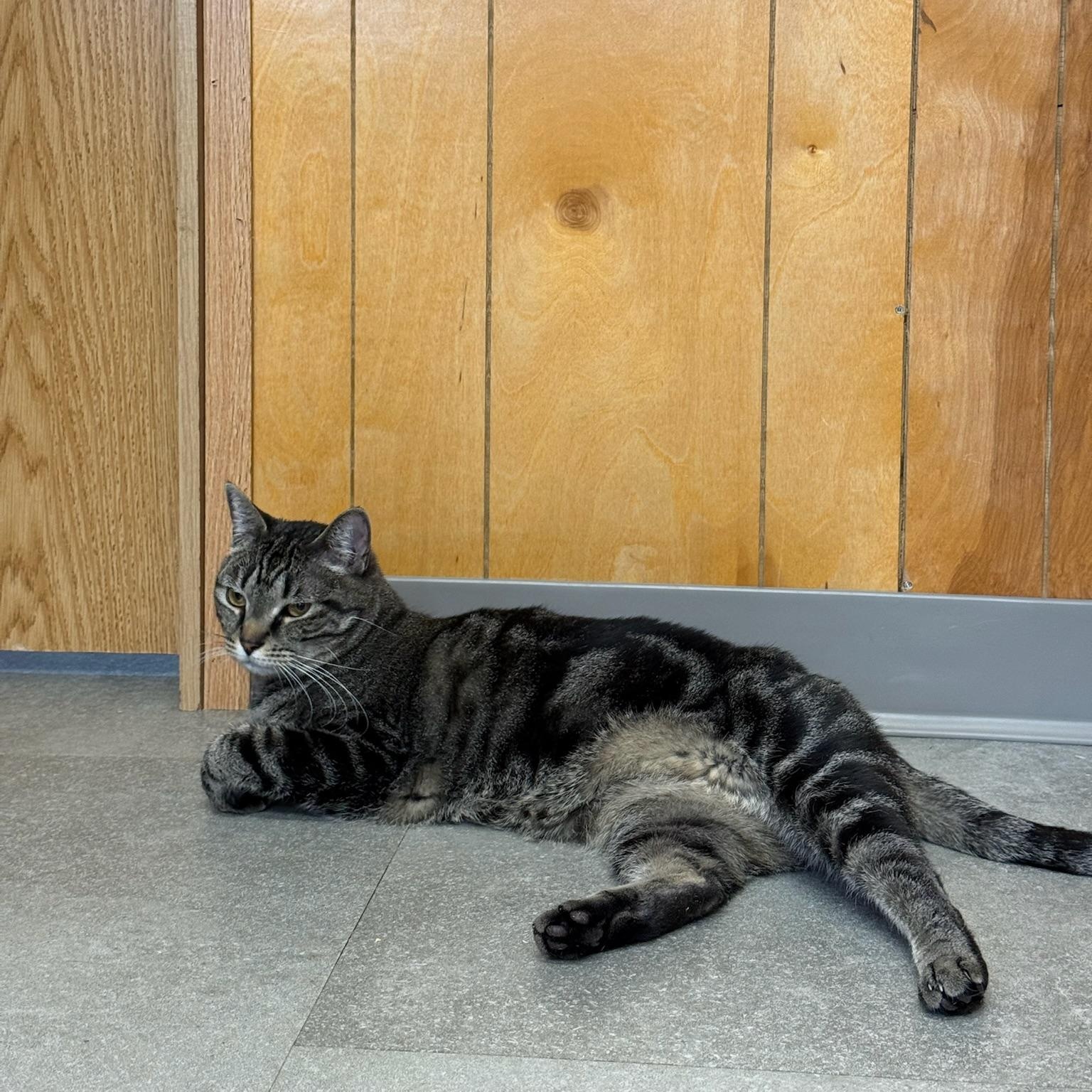 Chevy, a Adoptable Domestic Short Hair in Kent, WA image 2/6