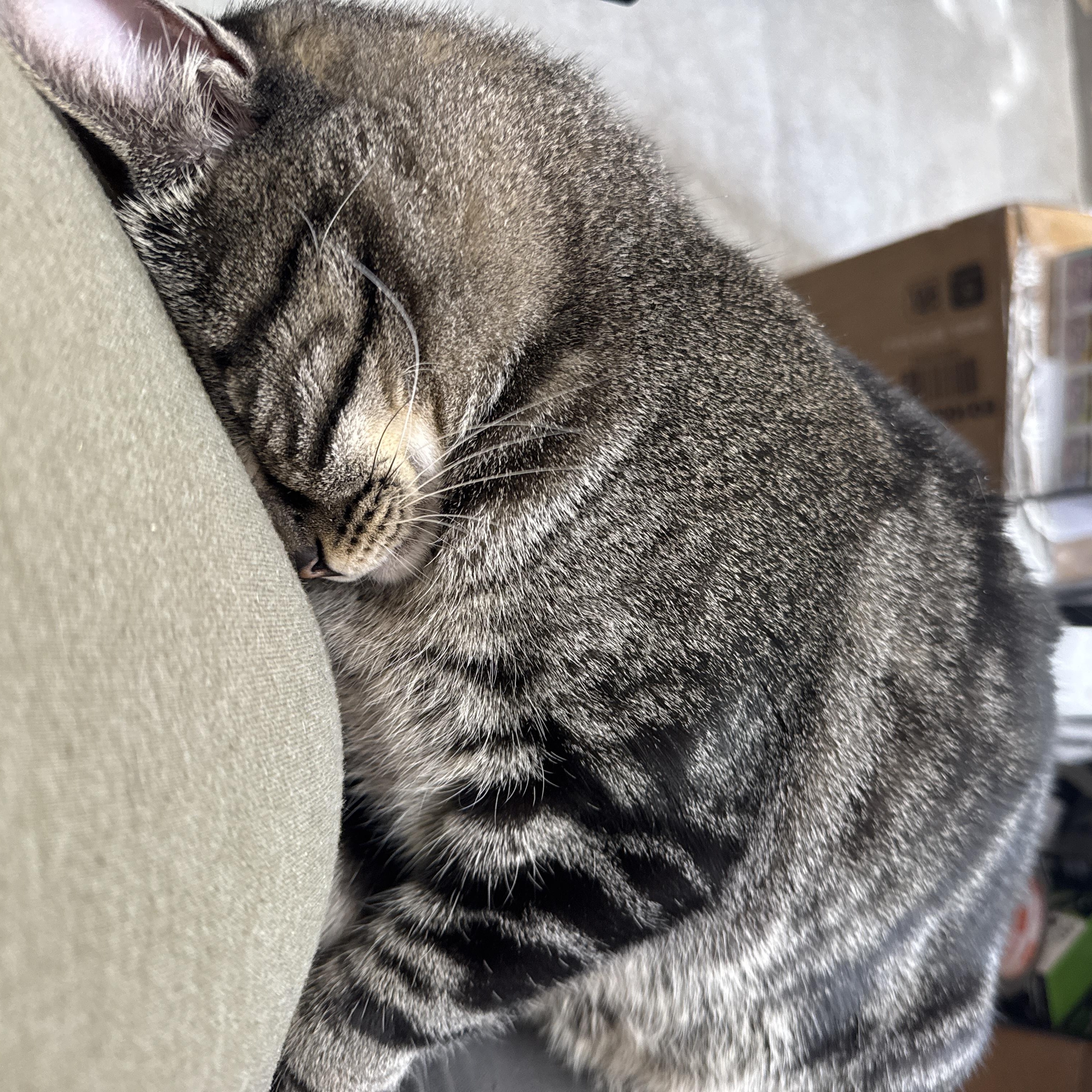 Chevy, a Adoptable Domestic Short Hair in Kent, WA image 4/5