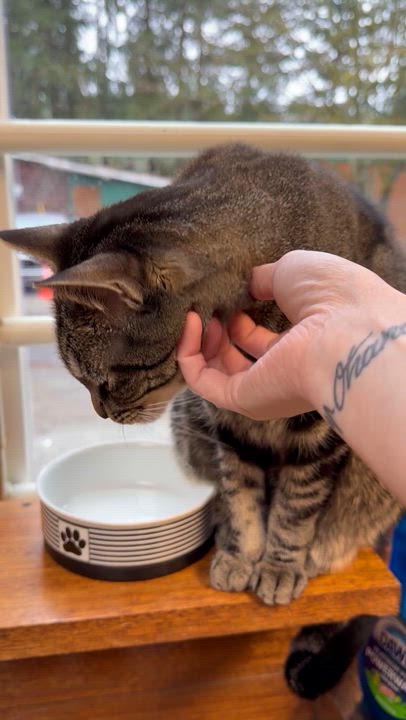 Enlarge Chevy, a Adoptable Domestic Short Hair in Kent, WA video 2/3