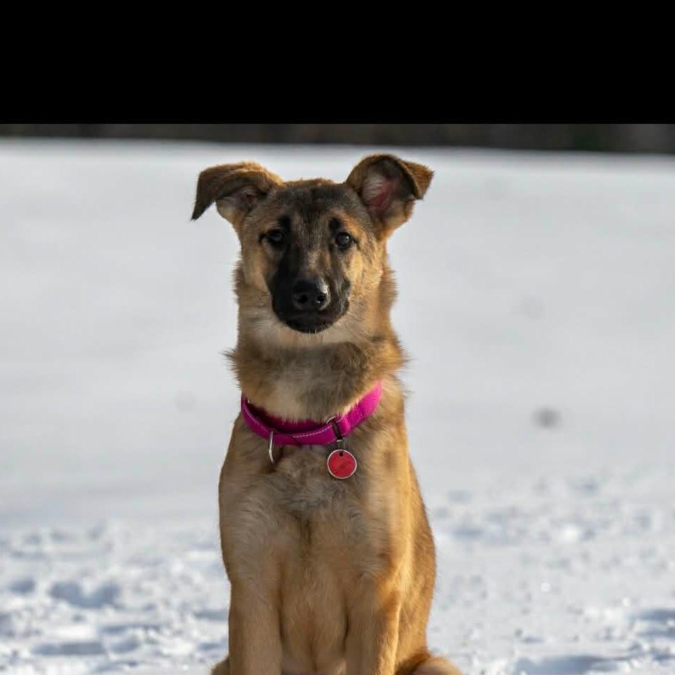 Cierra/Cora (26-039), Adoptable, Young Female German Shepherd Dog.