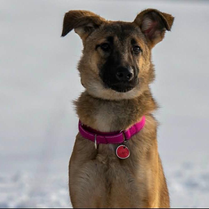 Cierra/Cora (26-039), a Adoptable German Shepherd Dog in New Ringgold, PA image 2/6