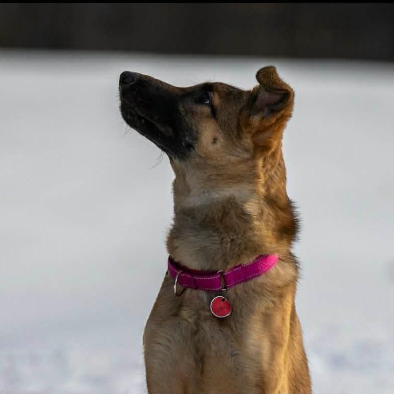 Enlarge Cierra/Cora (26-039), a Adoptable German Shepherd Dog in New Ringgold, PA image 3/6