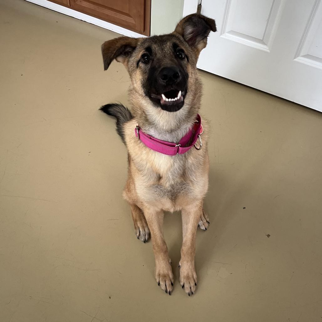 Cierra/Cora (26-039), a Adoptable German Shepherd Dog in New Ringgold, PA image 4/6