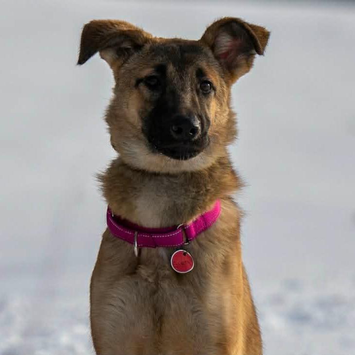 Cierra/Cora (26-039), a Adoptable German Shepherd Dog in New Ringgold, PA image 5/6