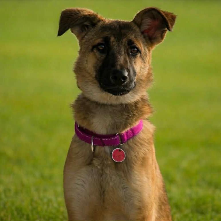 Enlarge Cierra/Cora (26-039), a Adoptable German Shepherd Dog in New Ringgold, PA image 5/6