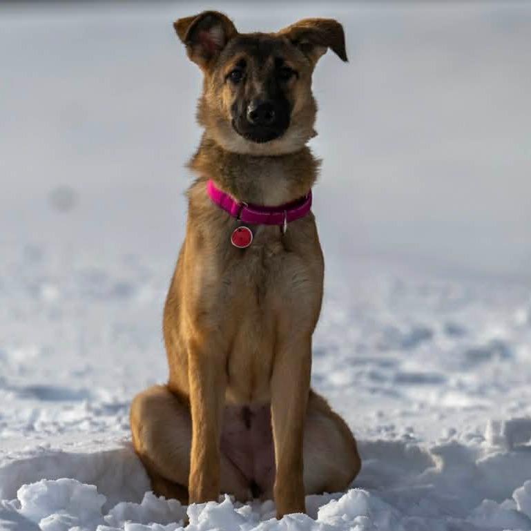Cierra/Cora (26-039), a Adoptable German Shepherd Dog in New Ringgold, PA image 6/6