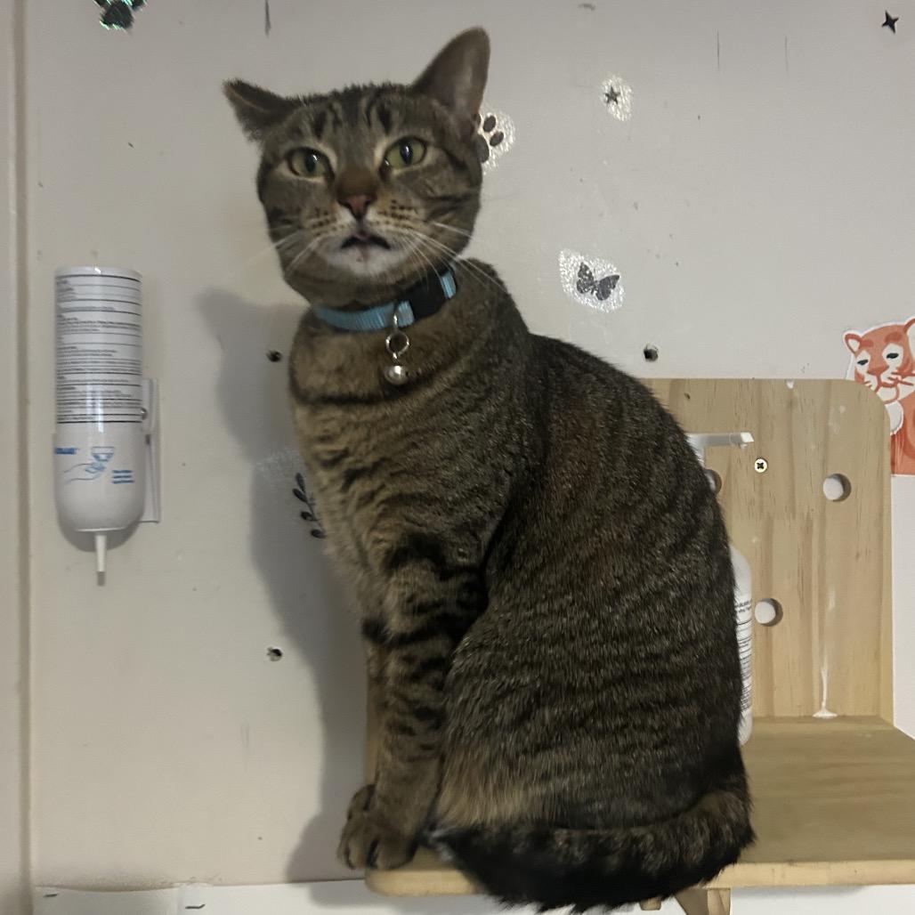 Tuya, Adoptable, Young Female Domestic Short Hair.
