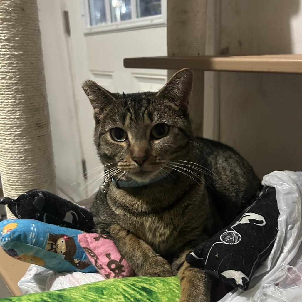 Enlarge Tuya, a Adoptable Domestic Short Hair in Veneta, OR image 1/2