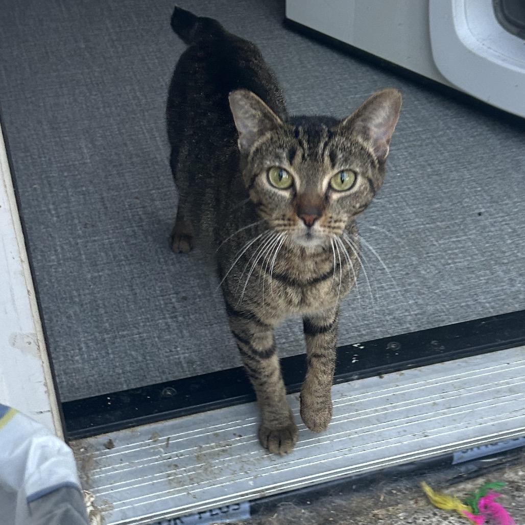 Tuya, Adoptable, Young Male Domestic Short Hair.