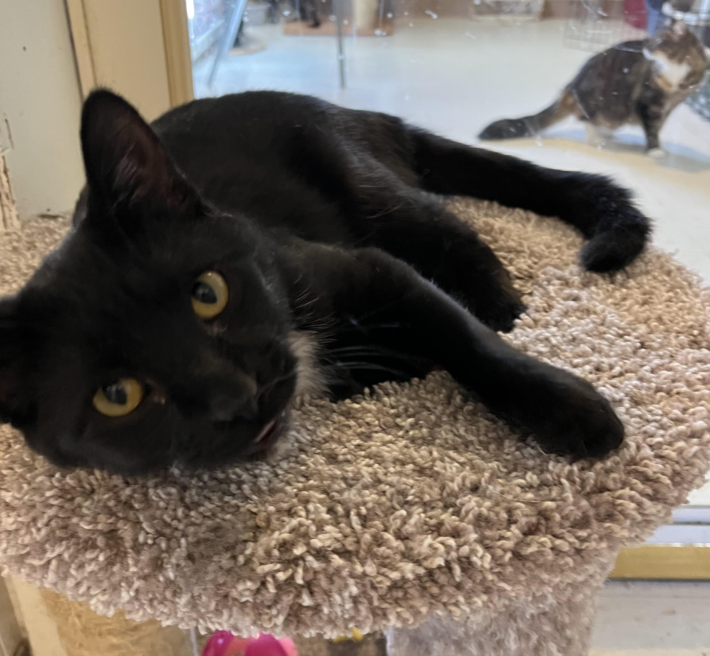 Shadow, a Adoptable Domestic Short Hair in Moline, IL image 1/2