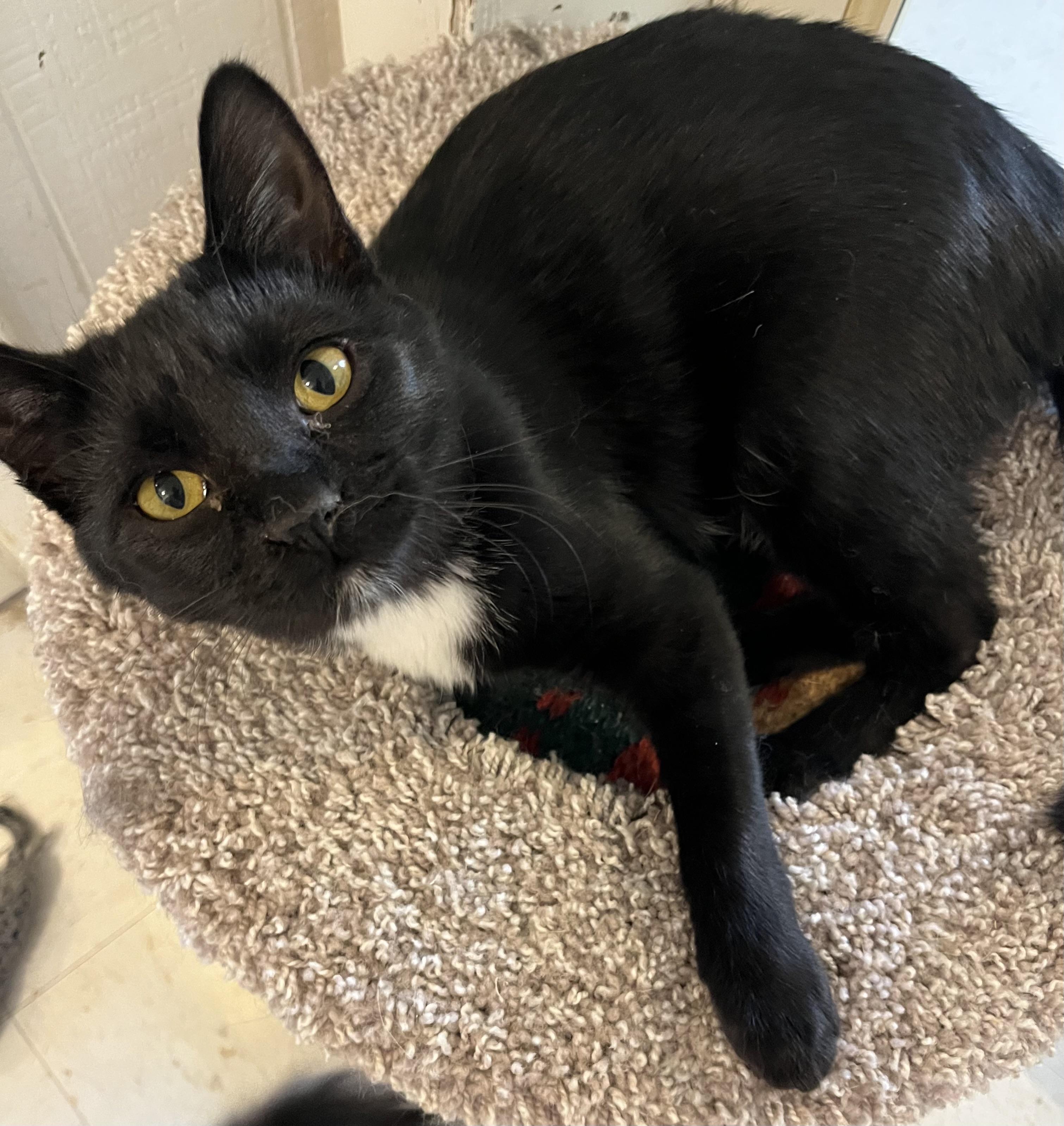 Shadow, a Adoptable Domestic Short Hair in Moline, IL image 2/2