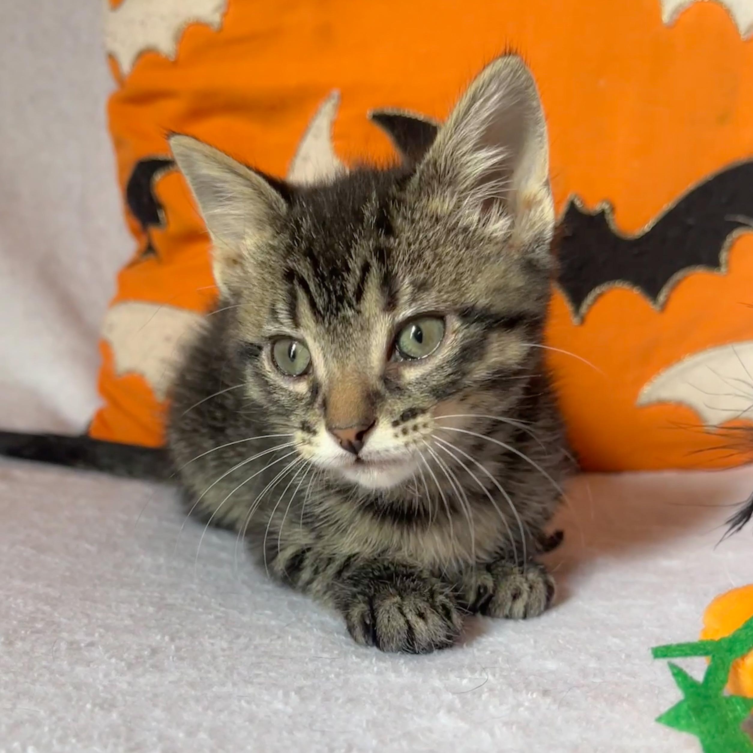 Enlarge Nutmeg, a Adoptable Domestic Short Hair in Beloit, WI image 2/3