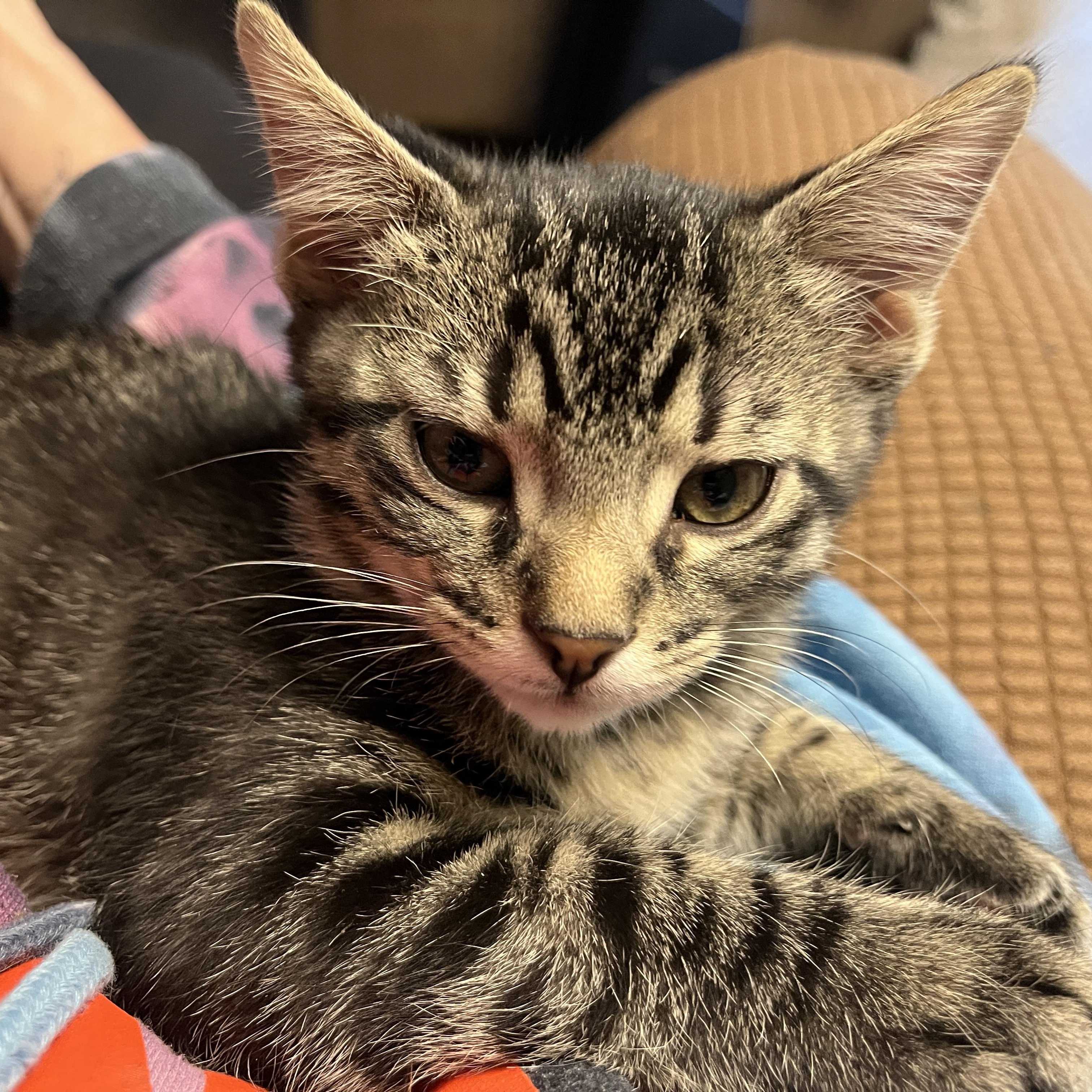 Enlarge Nutmeg, a Adoptable Domestic Short Hair in Beloit, WI image 3/3