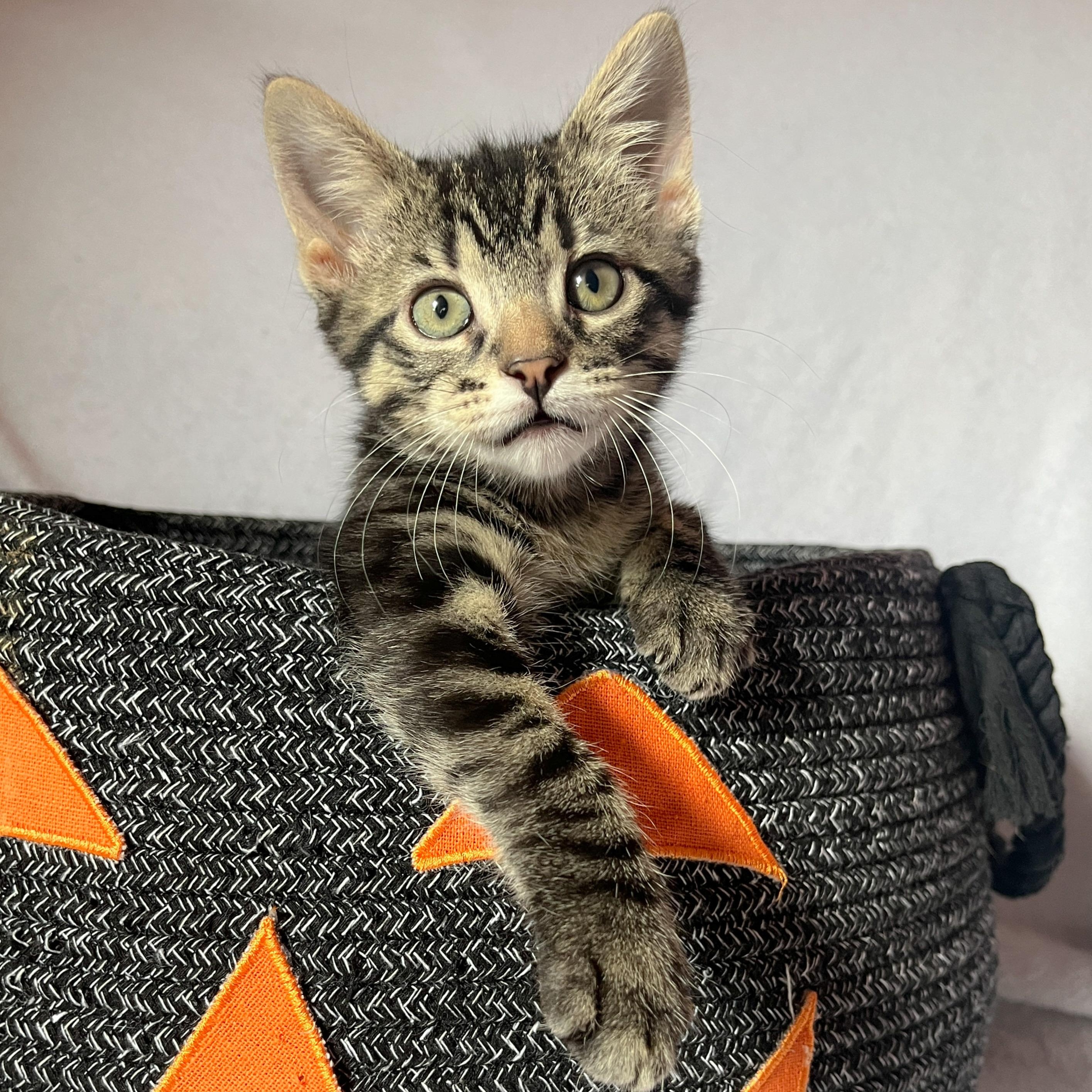 Enlarge Nutmeg, a Adoptable Domestic Short Hair in Beloit, WI image 1/3