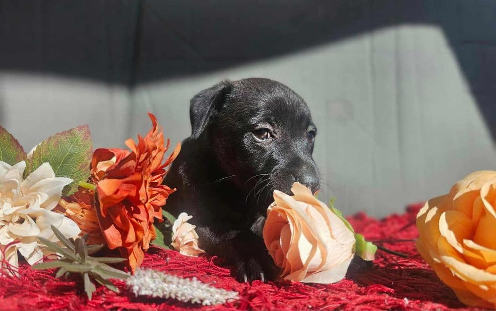 Pebbles, Adoptable, Puppy Female Chihuahua.