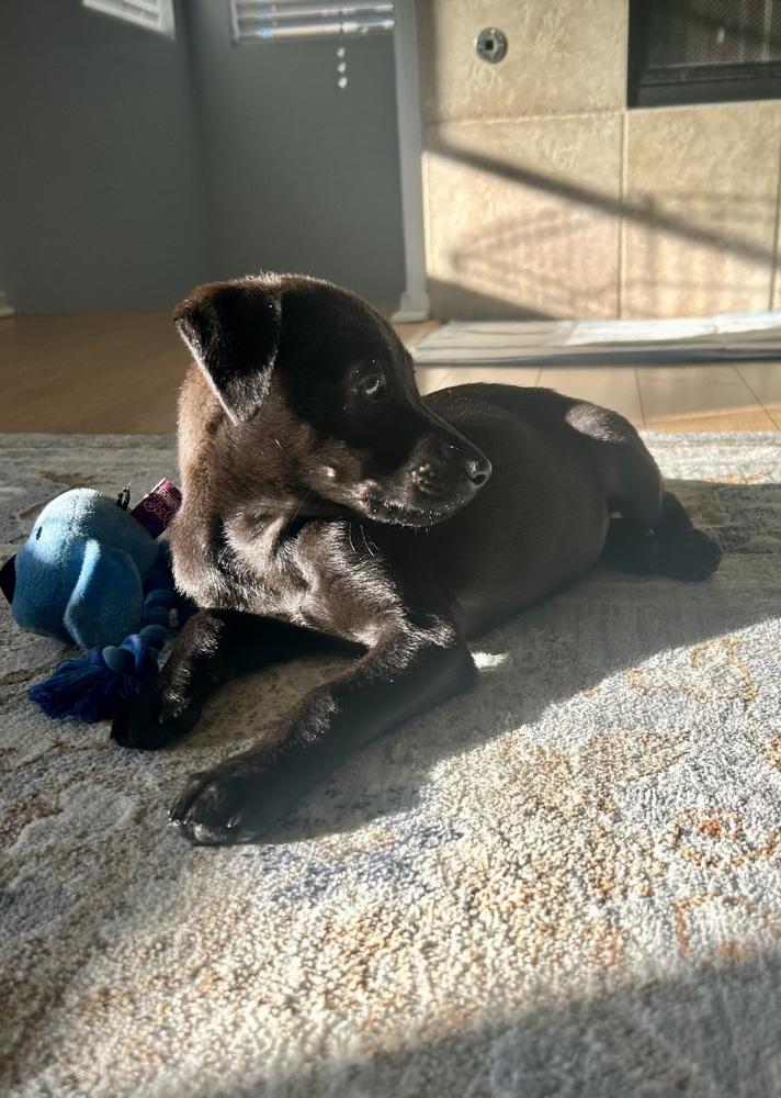 Enlarge Pebbles, a Adoptable mixed breed in Escondido, CA image 2/5