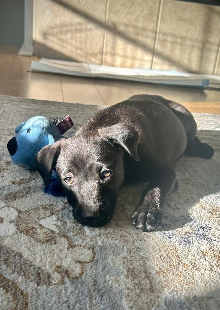 Enlarge Pebbles, a Adoptable mixed breed in Escondido, CA image 3/5
