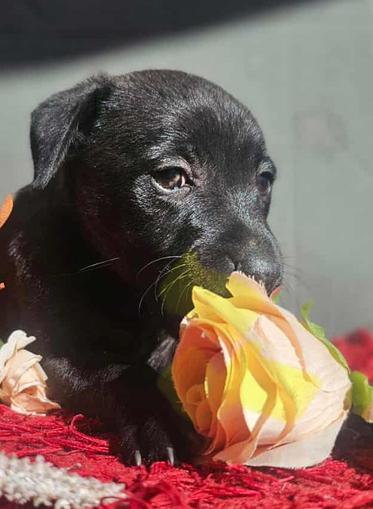 Enlarge Pebbles, a Adoptable mixed breed in Escondido, CA image 4/5
