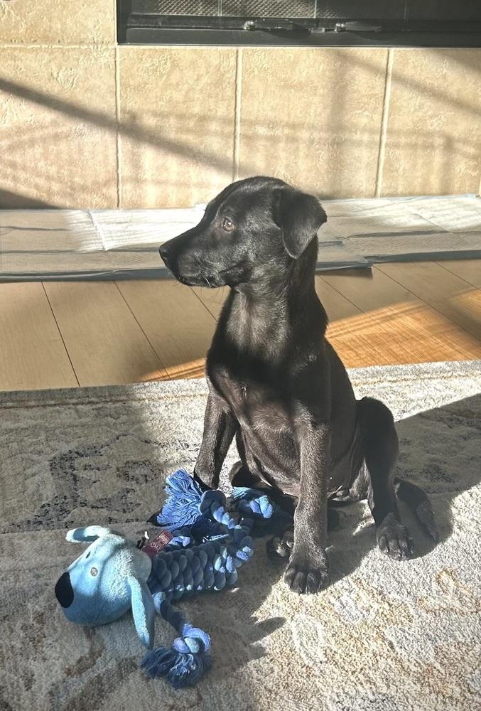 Enlarge Pebbles, a Adoptable mixed breed in Escondido, CA image 5/5