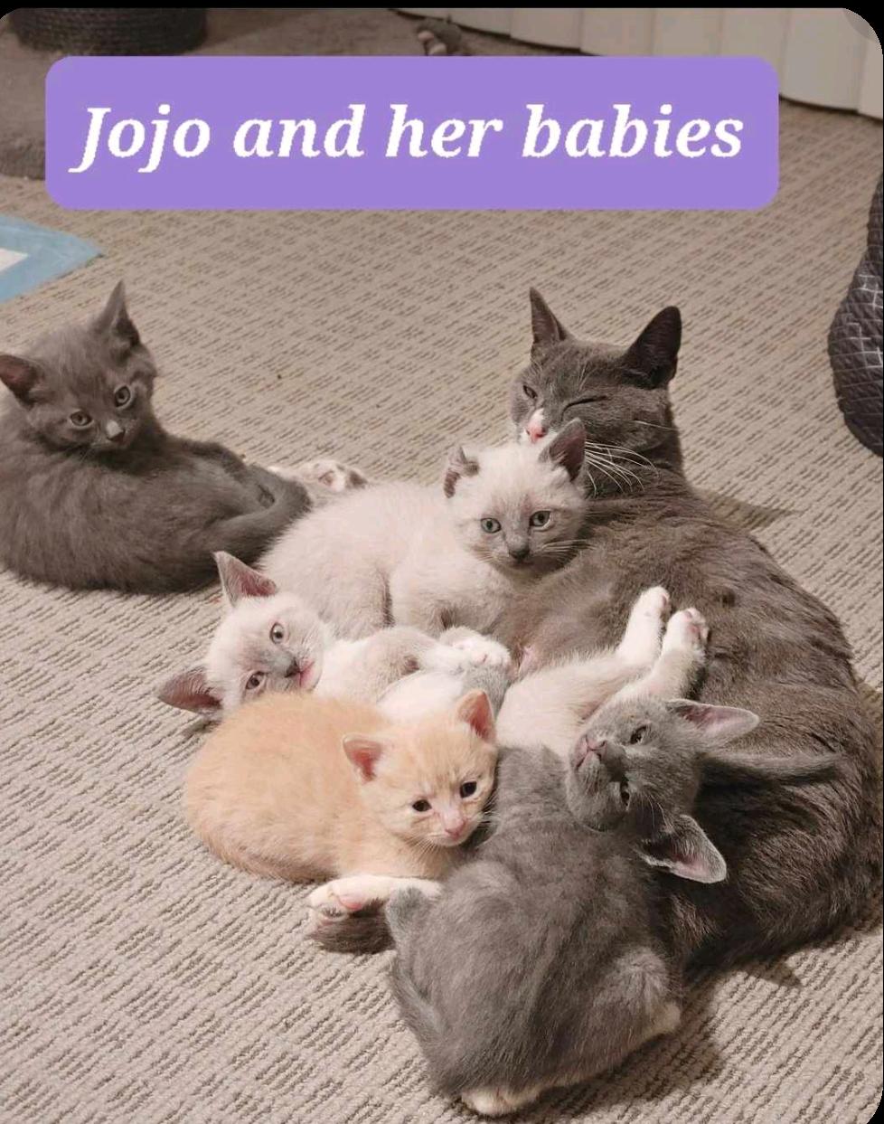 Enlarge Jojo, an adoptable mixed breed in Puyallup, WA image 2/2