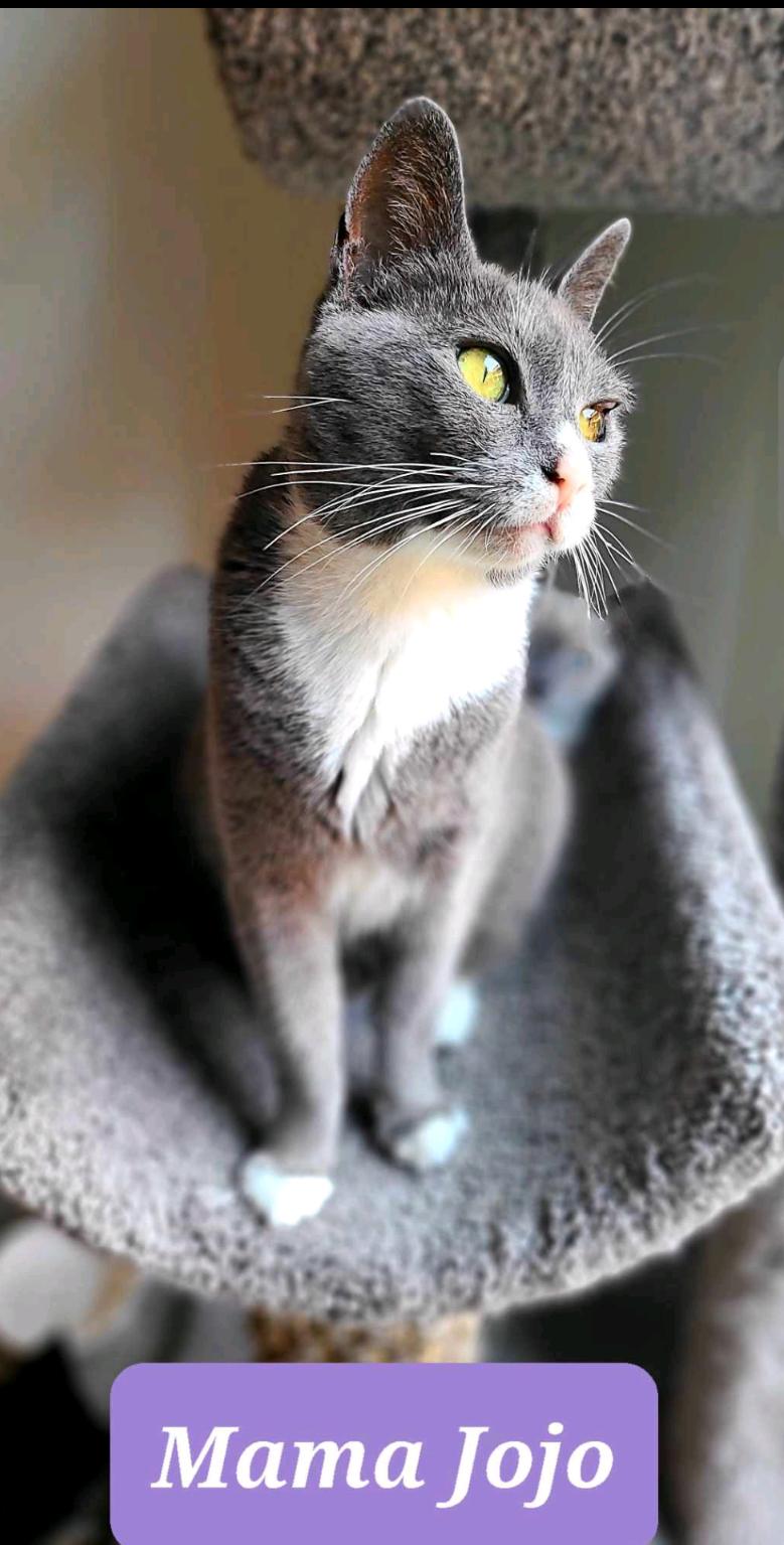 Enlarge Jojo, an adoptable mixed breed in Puyallup, WA image 1/2