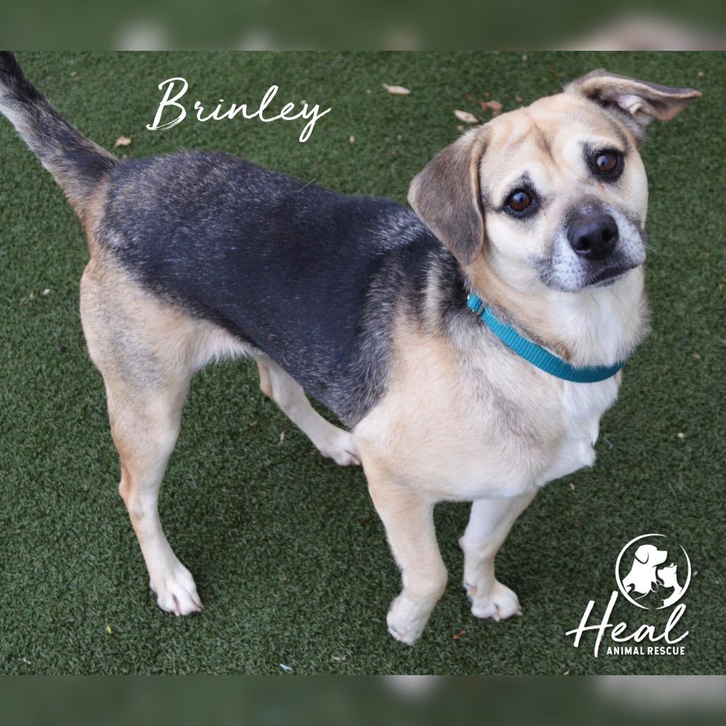Brinley, Adoptable, Adult Female Terrier.
