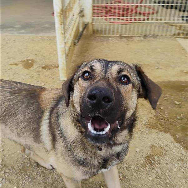 Waylon, Adoptable, Adult Male German Shepherd Dog & Mixed Breed.