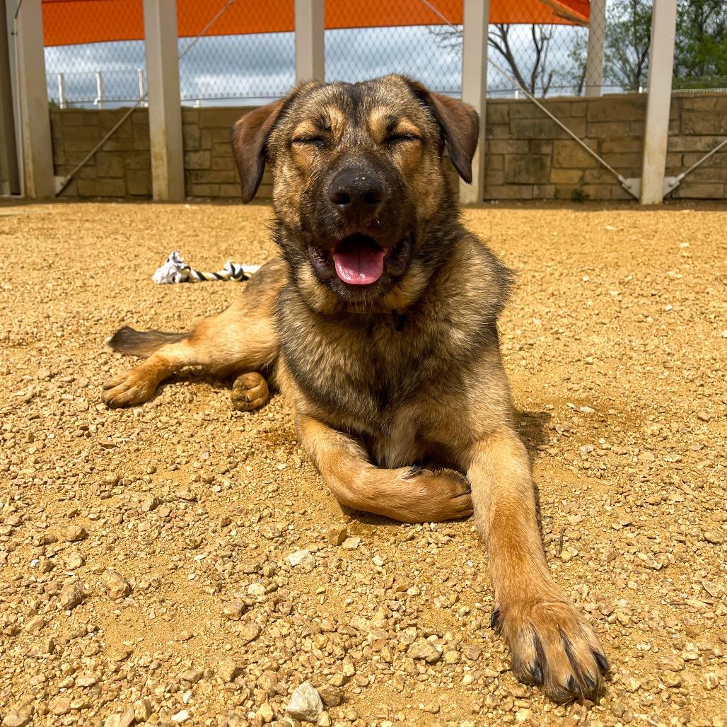Waylon, a Adoptable mixed breed in Bentonville, AR image 3/6