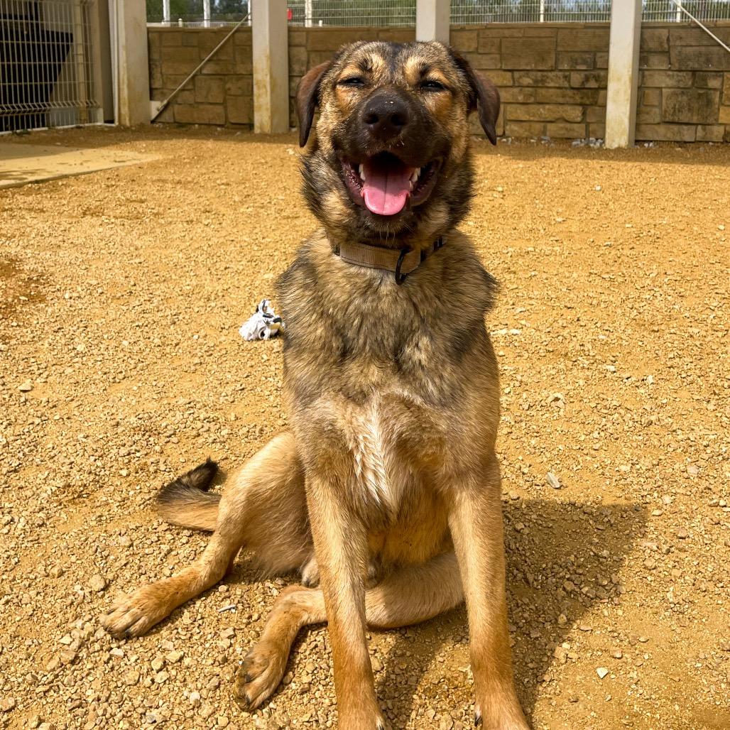 Waylon, a Adoptable mixed breed in Bentonville, AR image 6/6
