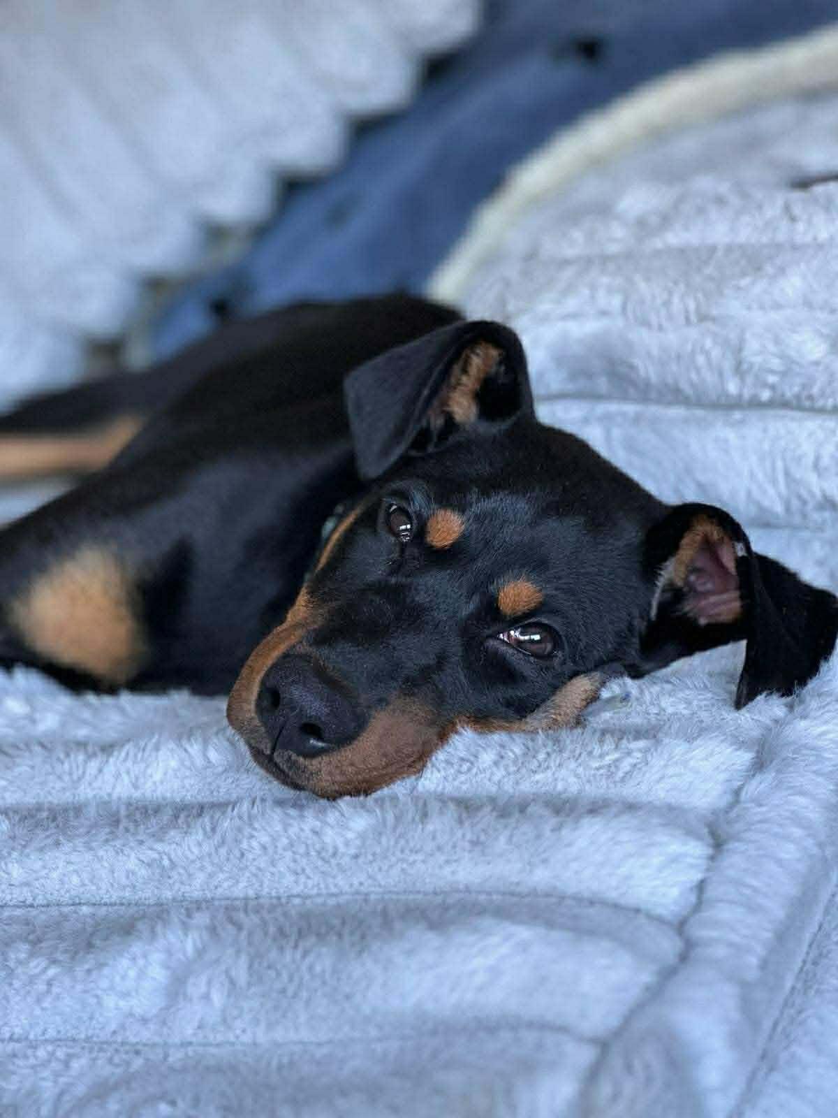 Lincoln, ADOPTABLE, Puppy Male Doberman Pinscher.