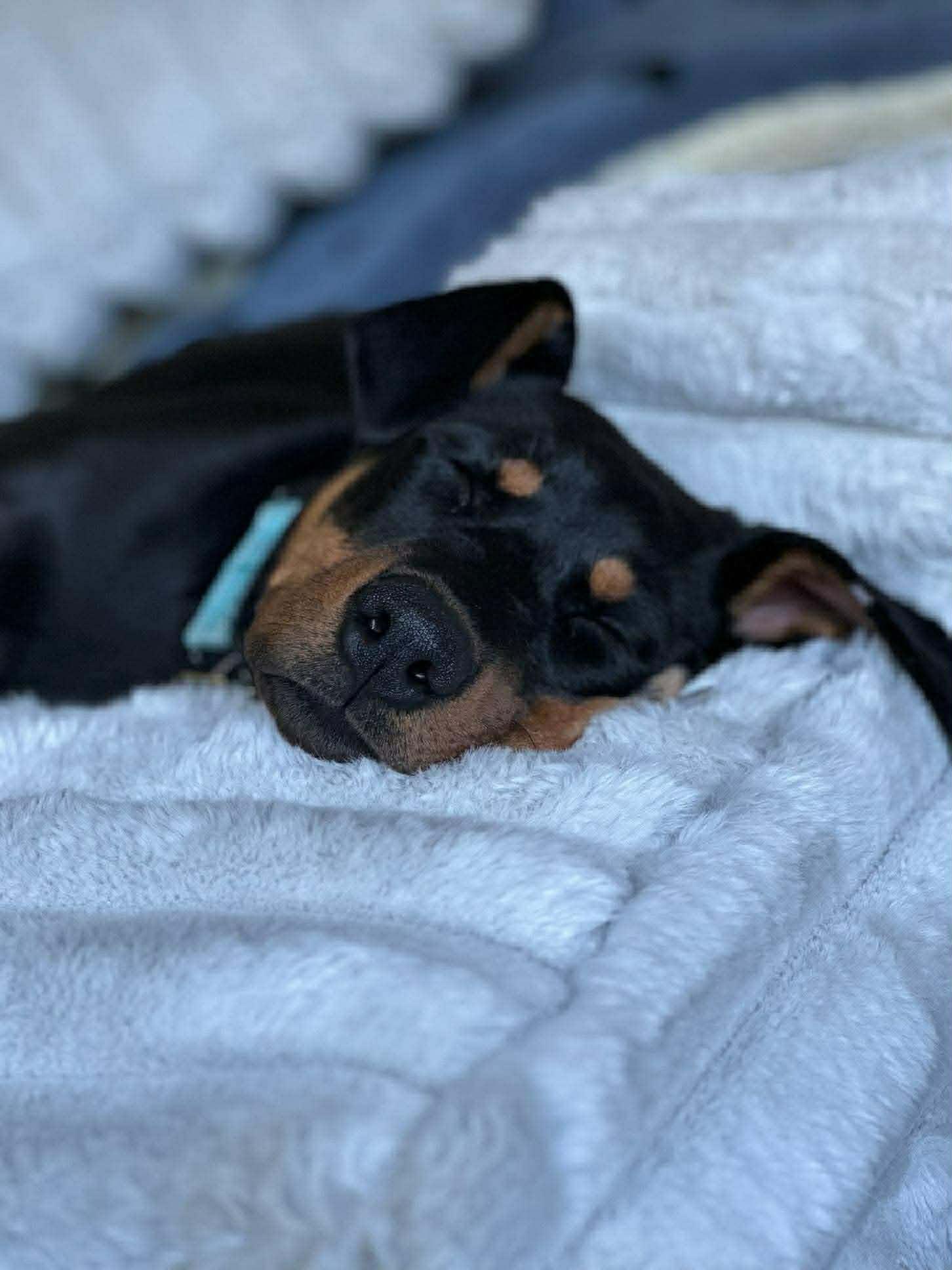 Enlarge Lincoln, a ADOPTABLE mixed breed in Battle Ground, WA image 2/3