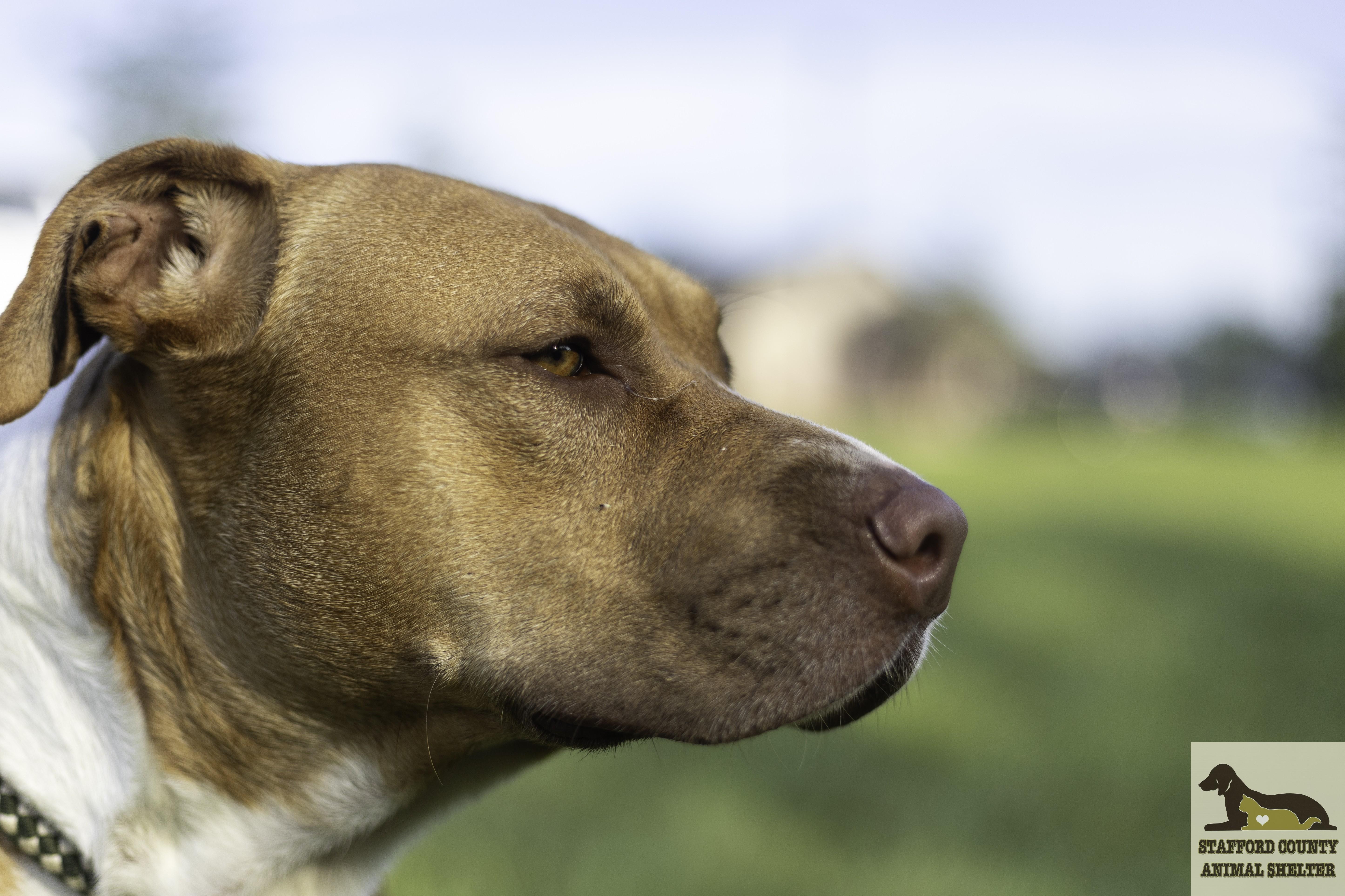 Daisy, a ADOPTABLE mixed breed in Stafford, VA image 2/3