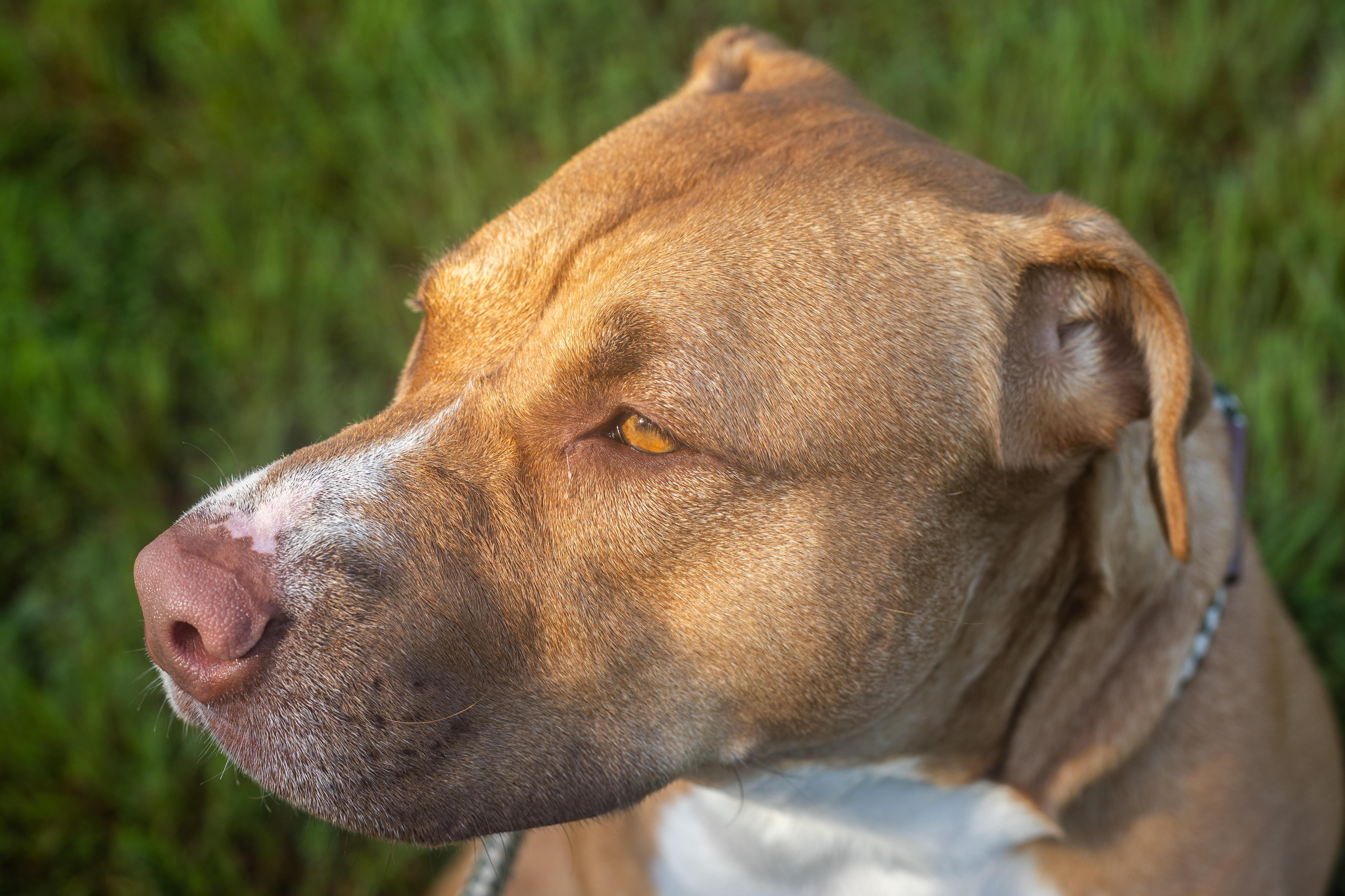 Daisy, a ADOPTABLE mixed breed in Stafford, VA image 3/3