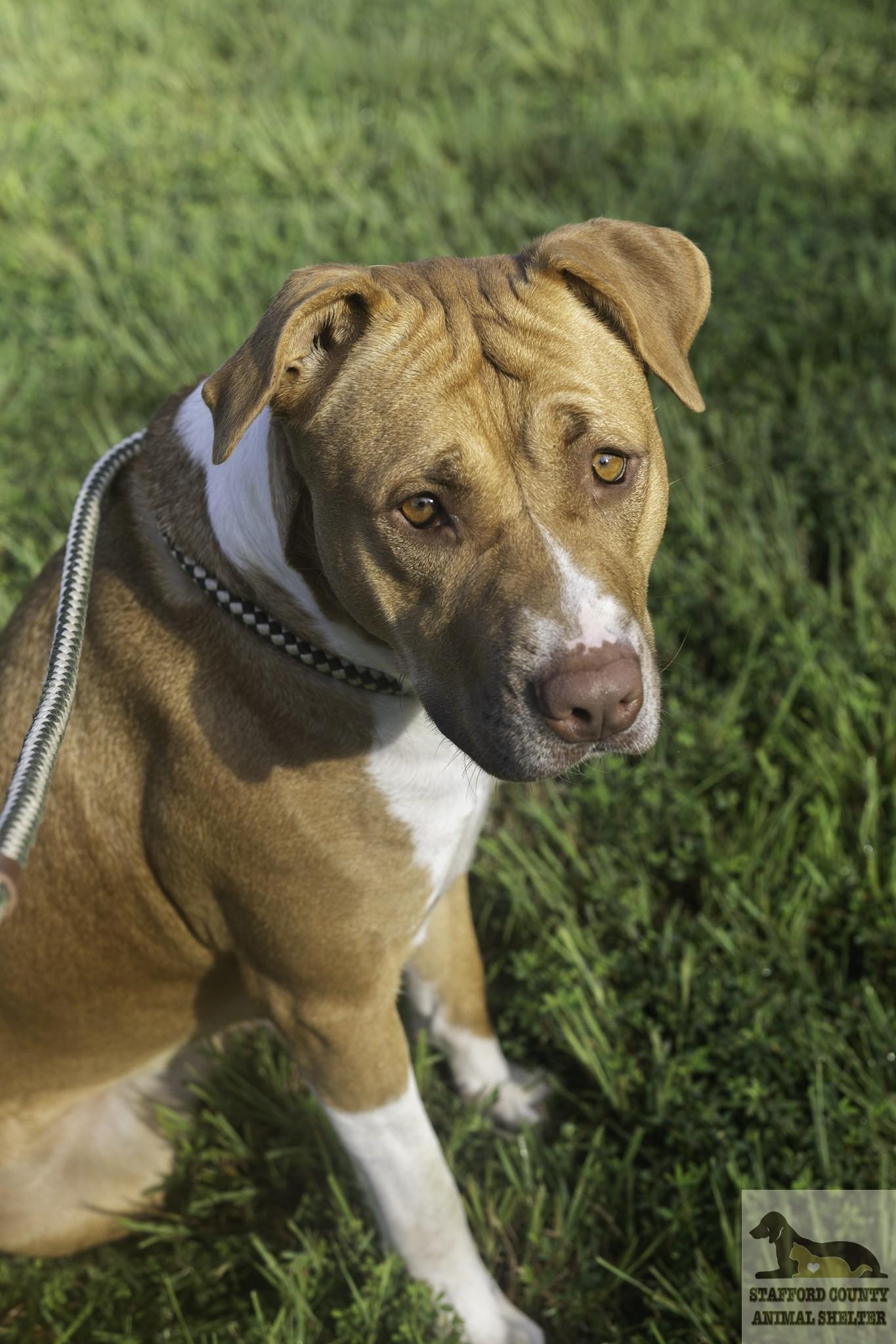 Daisy, ADOPTABLE, Adult Female Pit Bull Terrier.