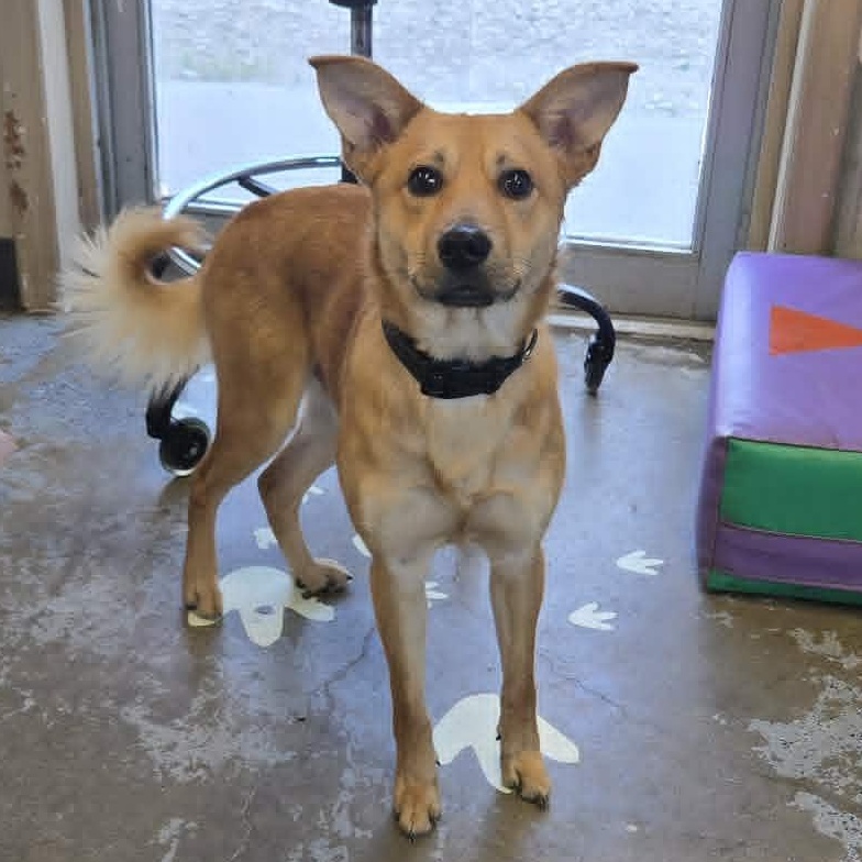 Benny, adopted, Young Male Golden Retriever.