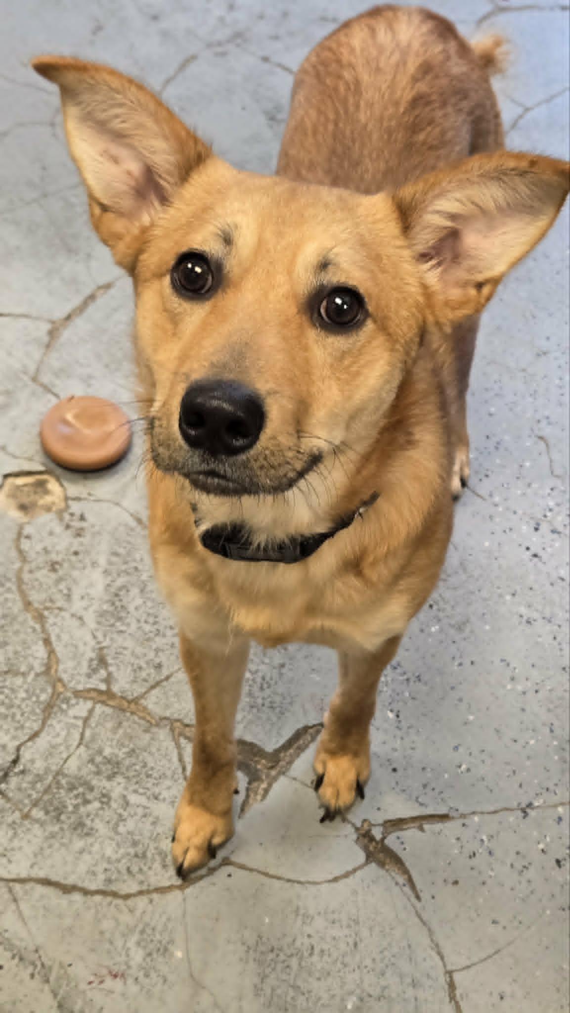 Benny, an adopted mixed breed in Martinsville, IN image 3/3