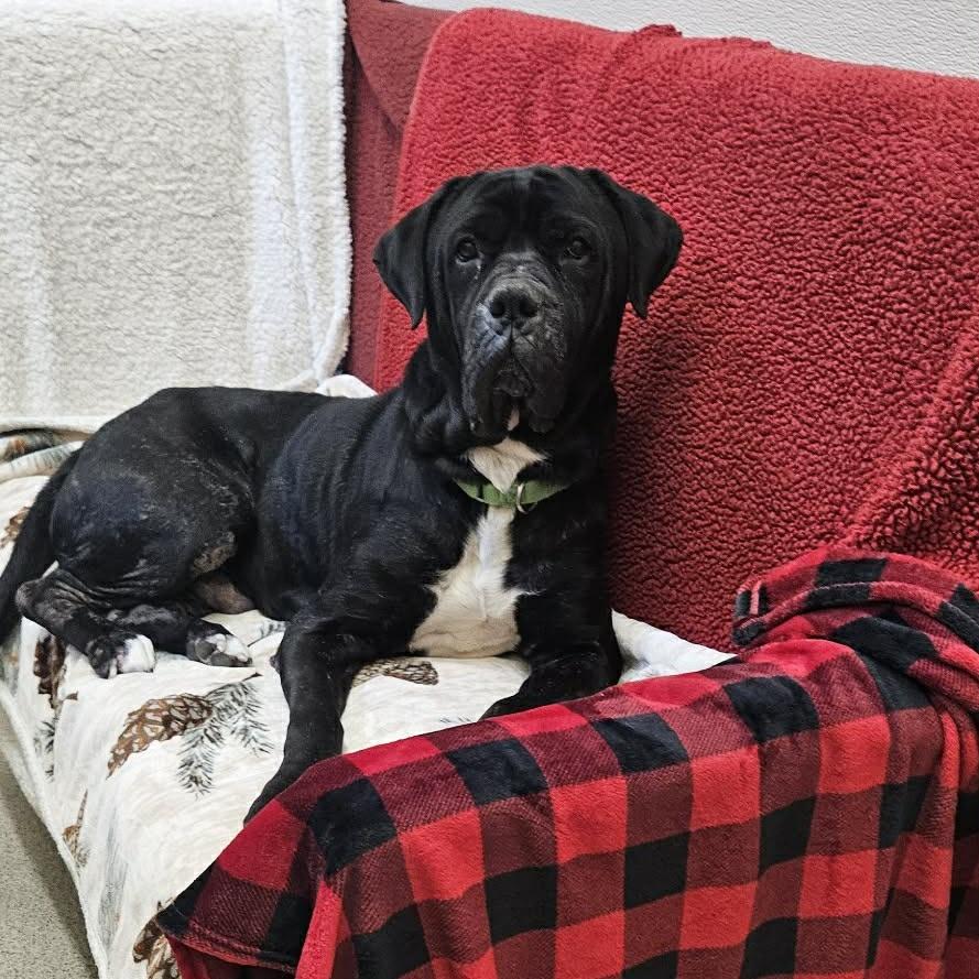 Odin, a Adoptable Mastiff in Ballston Spa, NY image 1/5