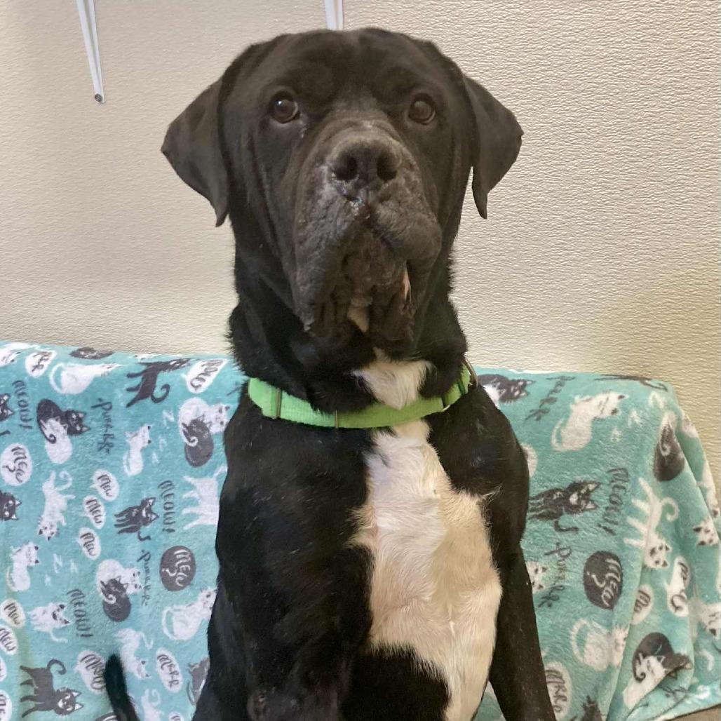 Odin, Adoptable, Adult Male Mastiff.