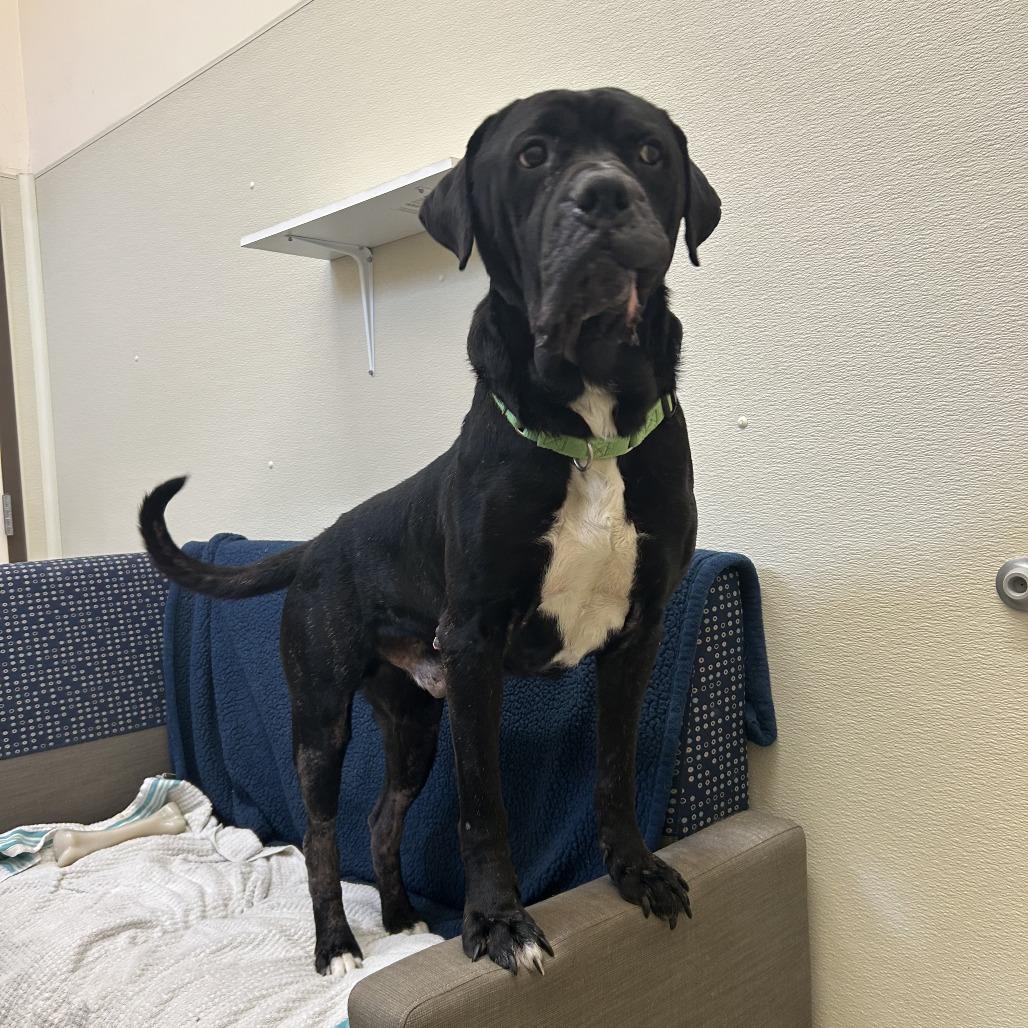 Odin, a Adoptable Mastiff in Ballston Spa, NY image 4/5