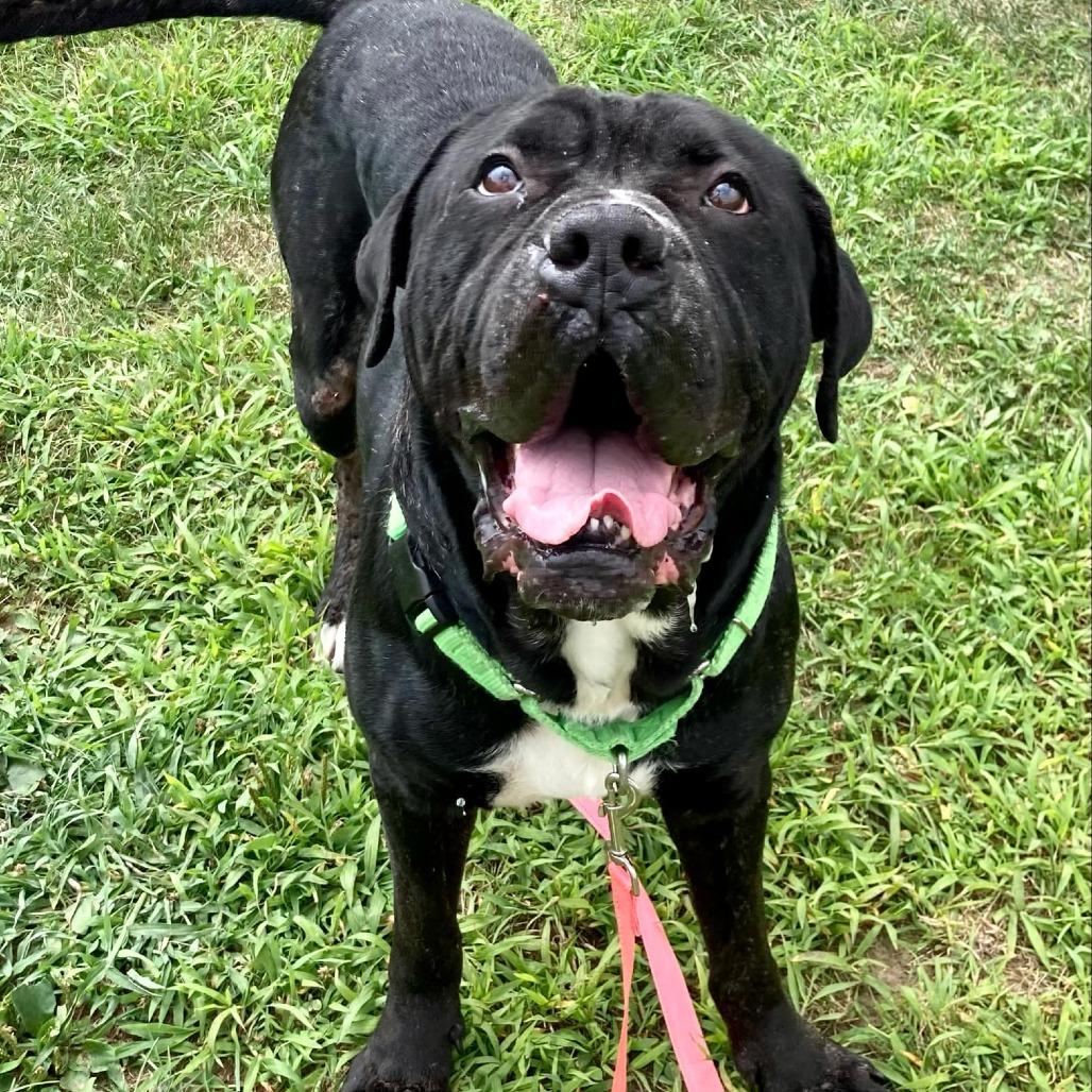 Odin, a Adoptable Mastiff in Ballston Spa, NY image 5/5