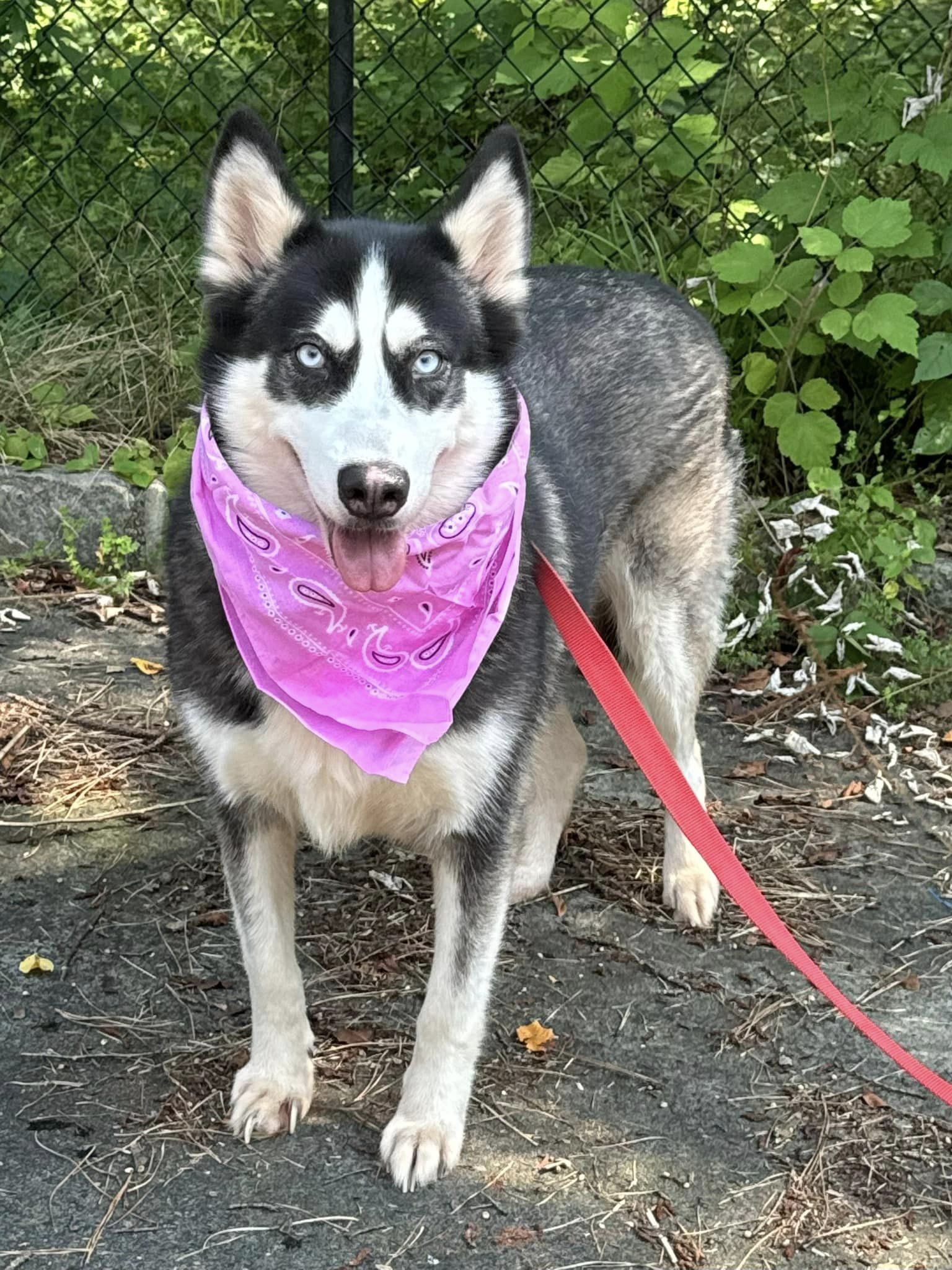 Asami, Adult Female unknown
