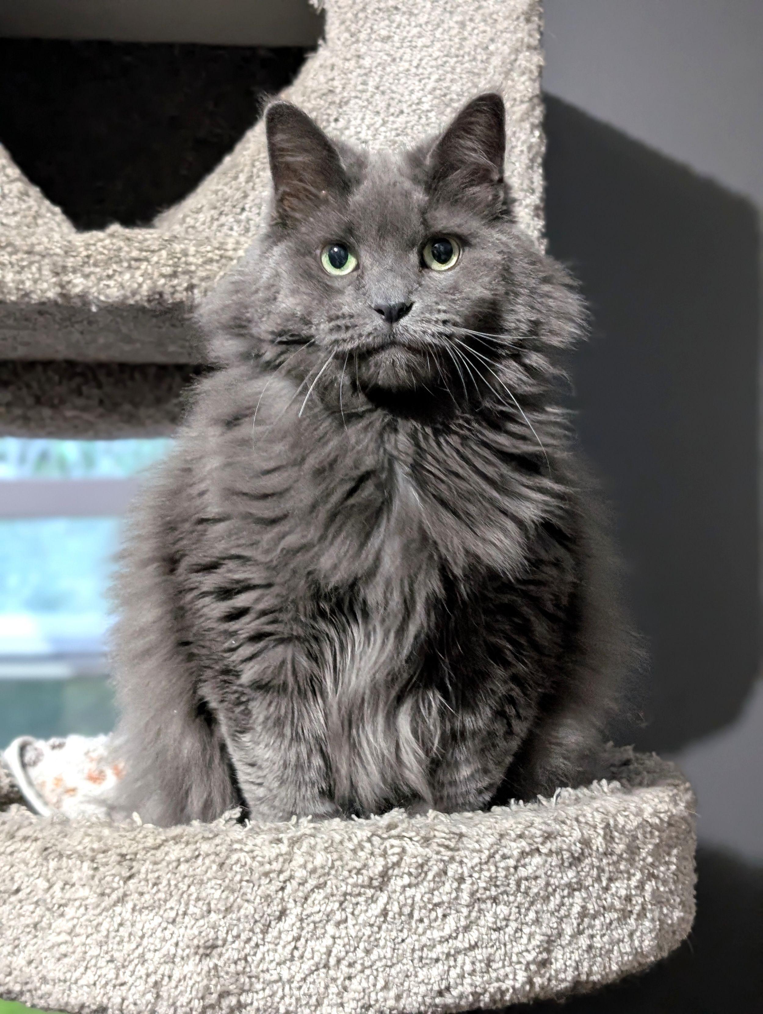 Smokey, a Adoptable Domestic Long Hair in Calgary, AB image 3/4
